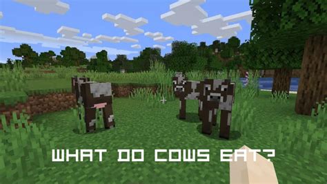 what do cows in minecraft eat|More.